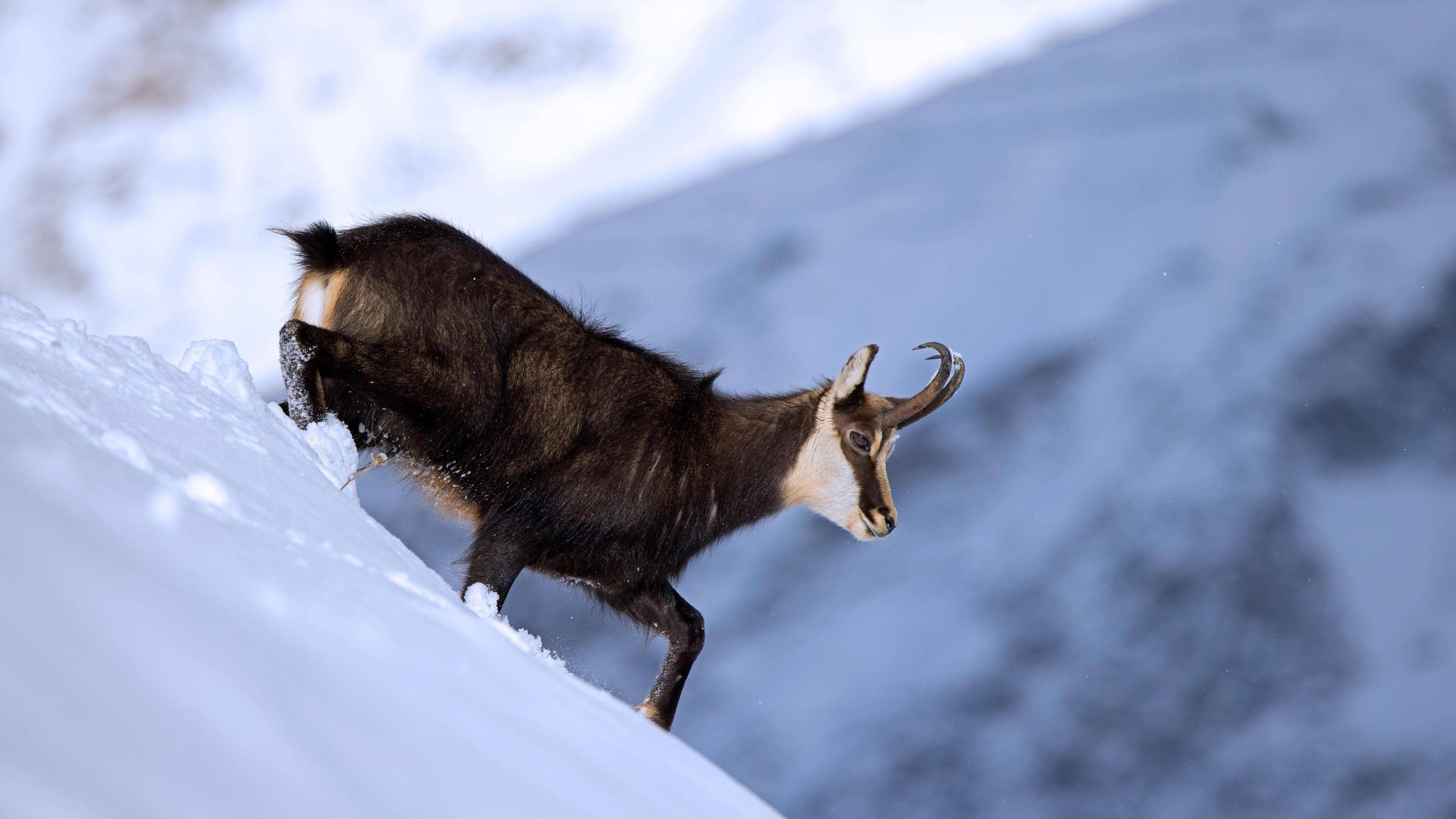 Eine Gämse in den europäischen Alpen. Sie klettert einen steilen Berg hinunter.