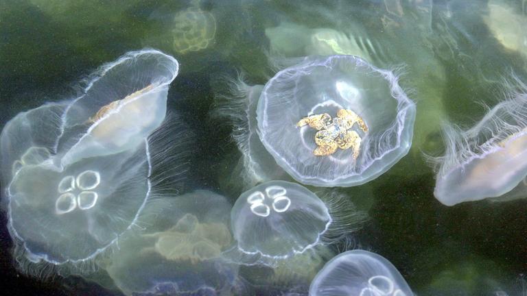 Mehrere weiß-durchsichtig schimmernde Quallen treiben im grünlichen Wasser.