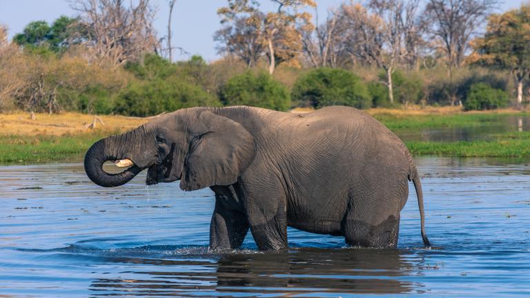 Okavango-Delta