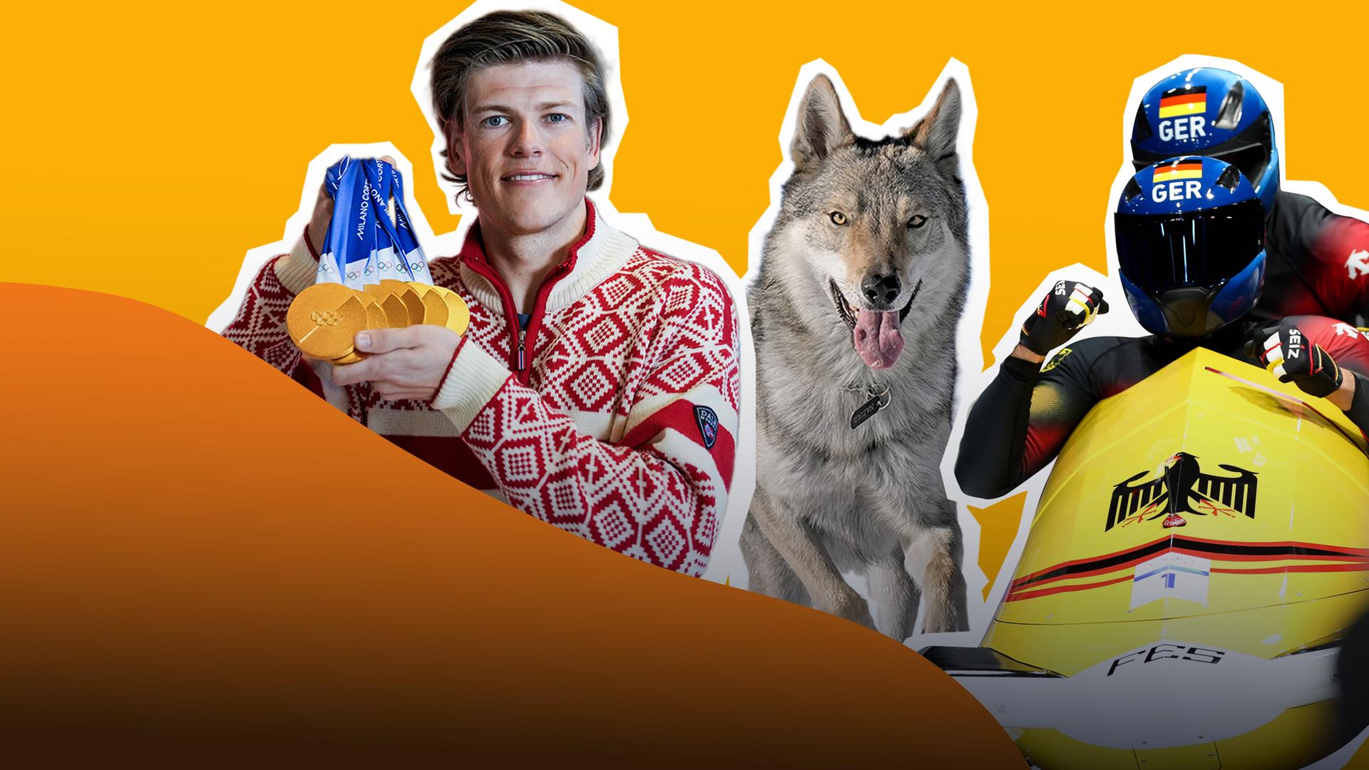 Hund; Goldmedaillen; Bob