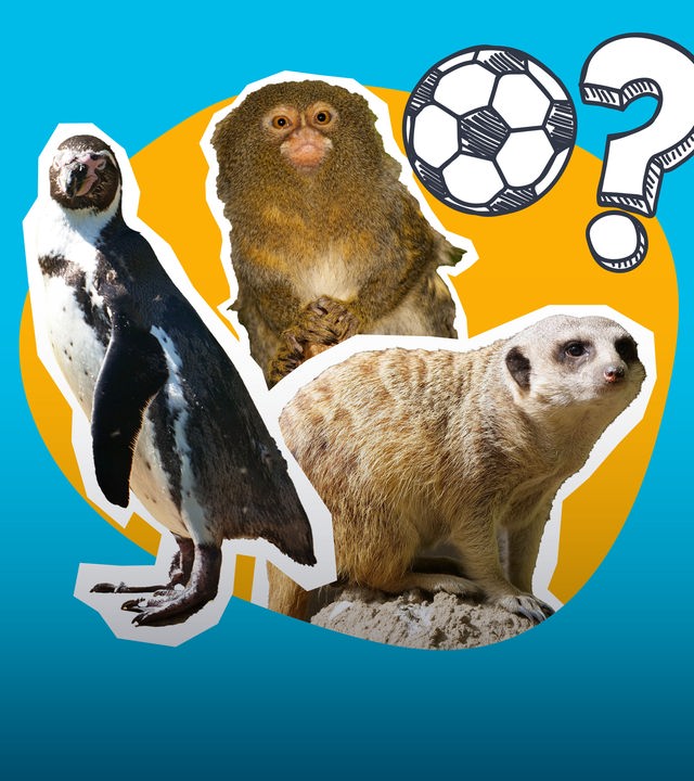 Orakel-Tiere zur WM