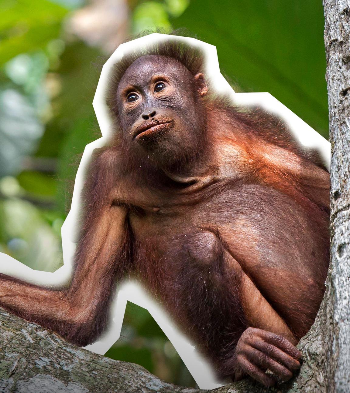 Orang-Utan Auswilderung