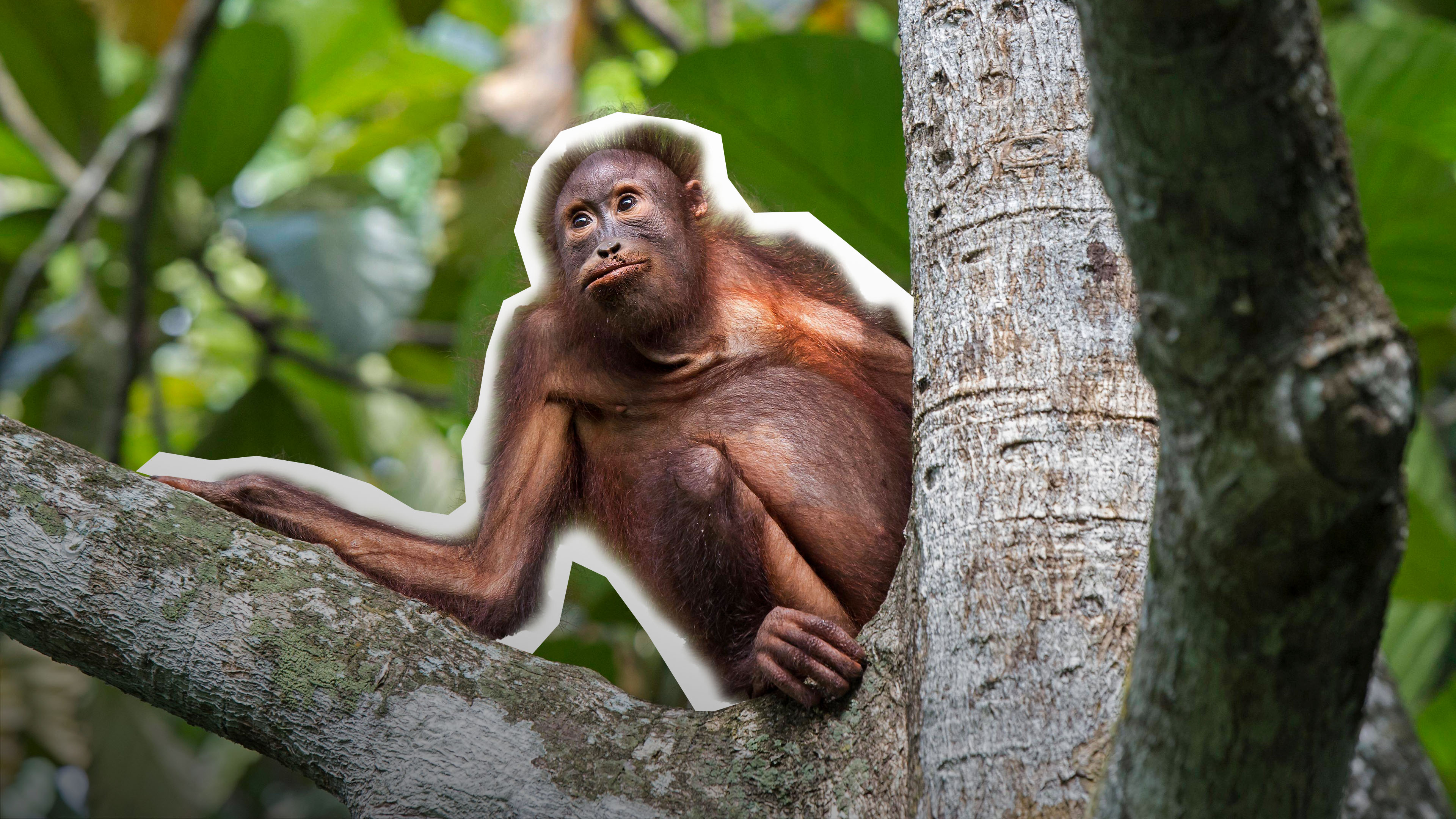 Orang-Utan Auswilderung