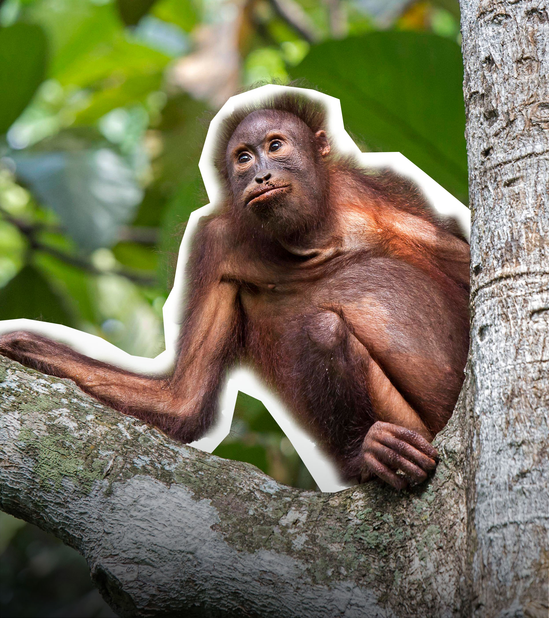 Orang-Utan Auswilderung