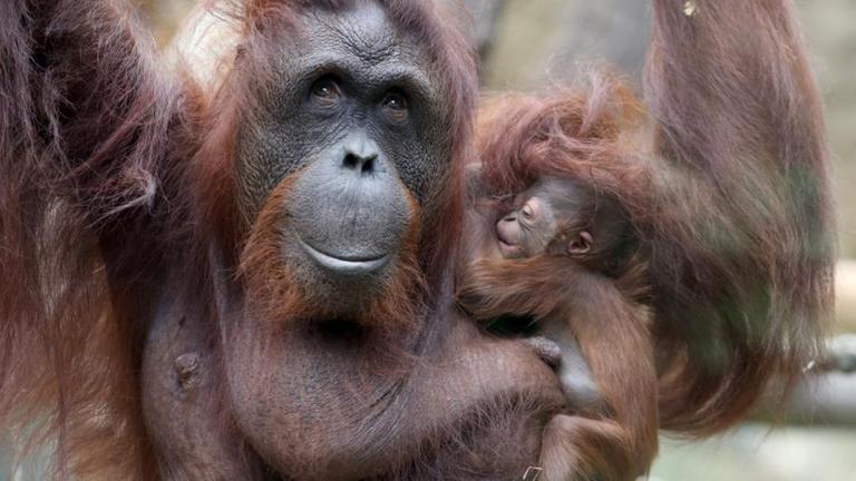 Orang Utan-Junges mit Mutter.