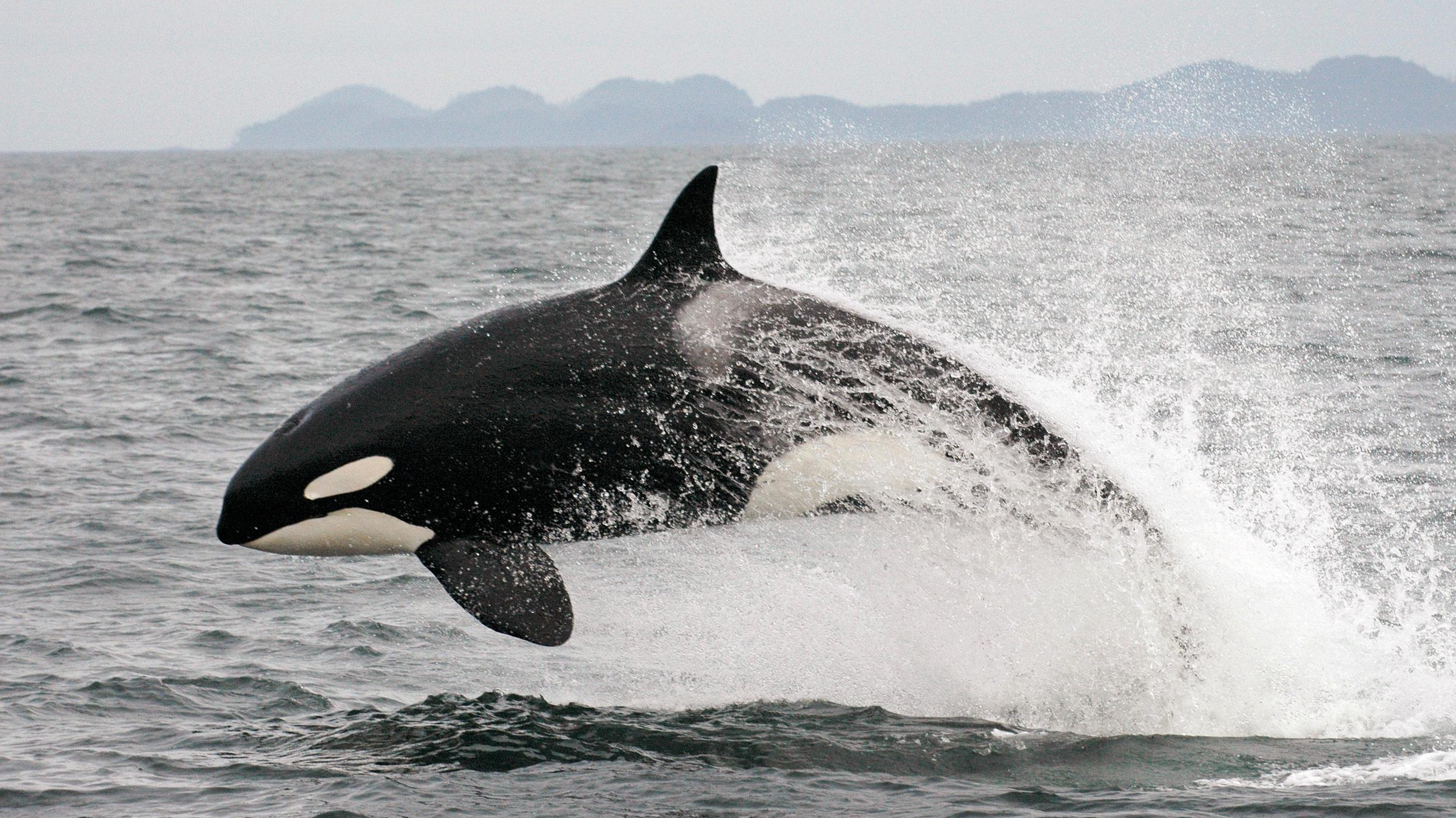 Orca
