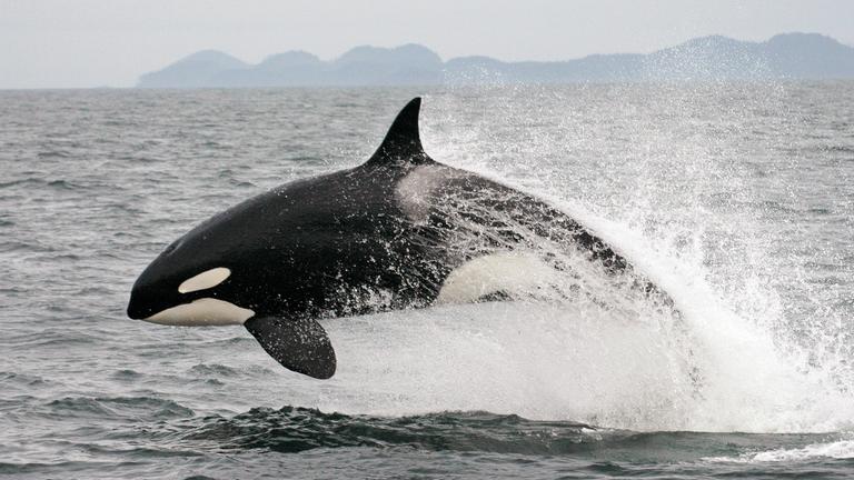 Orca