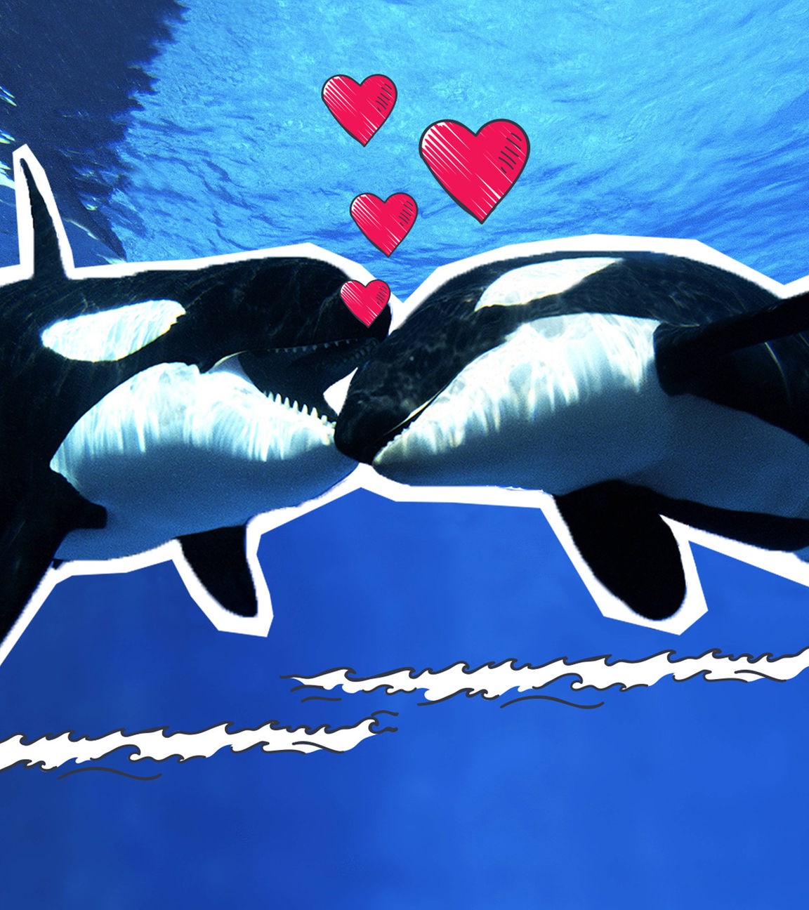 Kollage Orcas Kuss
