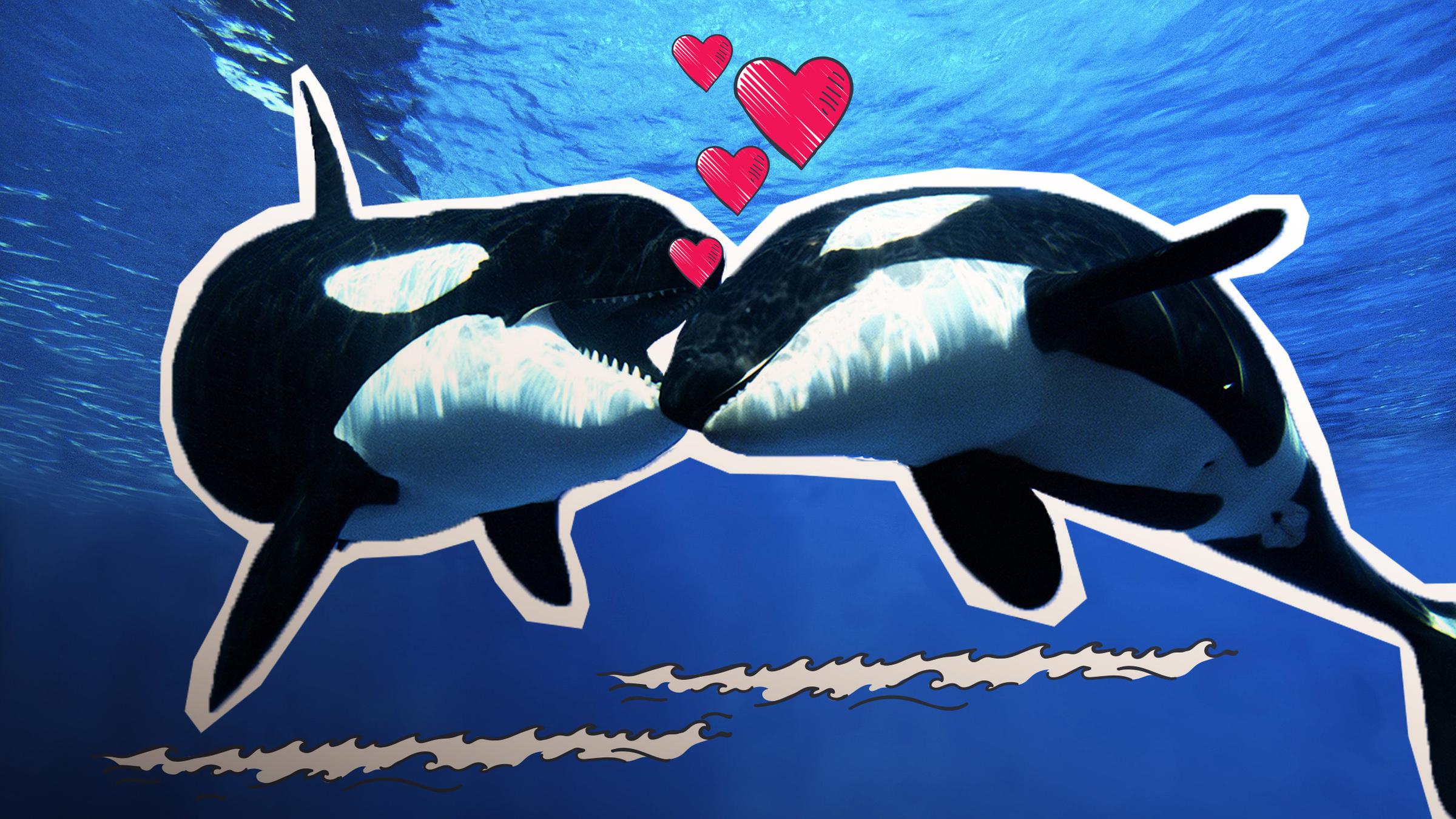 Kollage Orcas Kuss