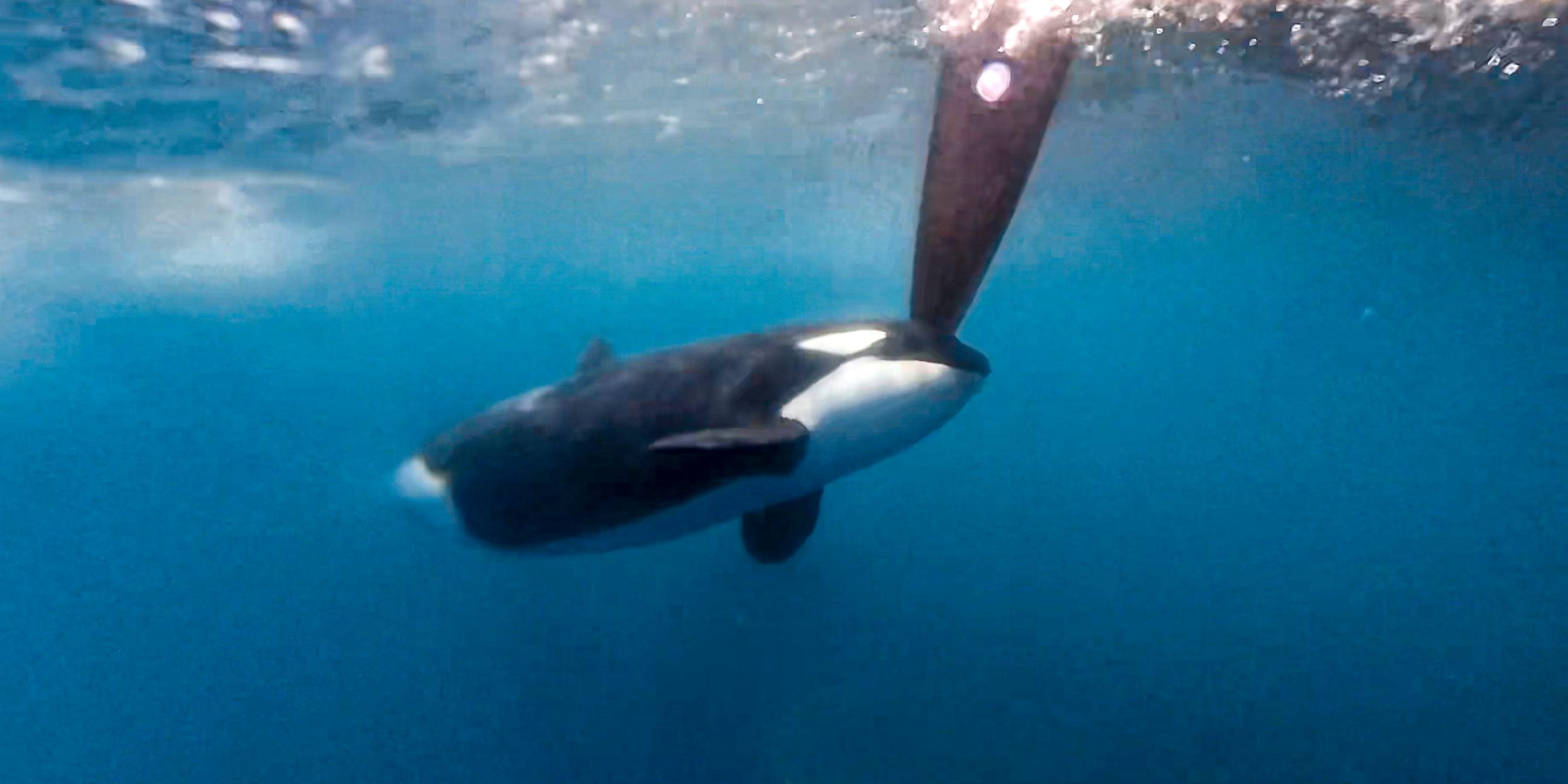 The Ocean Race - Orca Zwischenfall