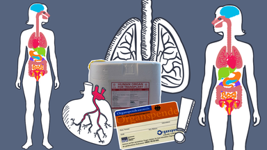 Grafik zu Organspende mit Organspendebox, Lunge, Herz und zwei Körpern mit illustrierten Organen