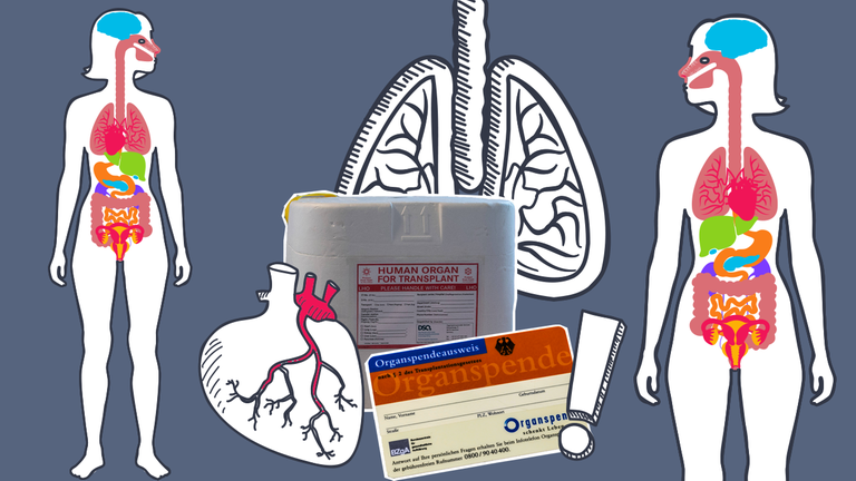 Grafik zu Organspende mit Organspendebox, Lunge, Herz und zwei Körpern mit illustrierten Organen