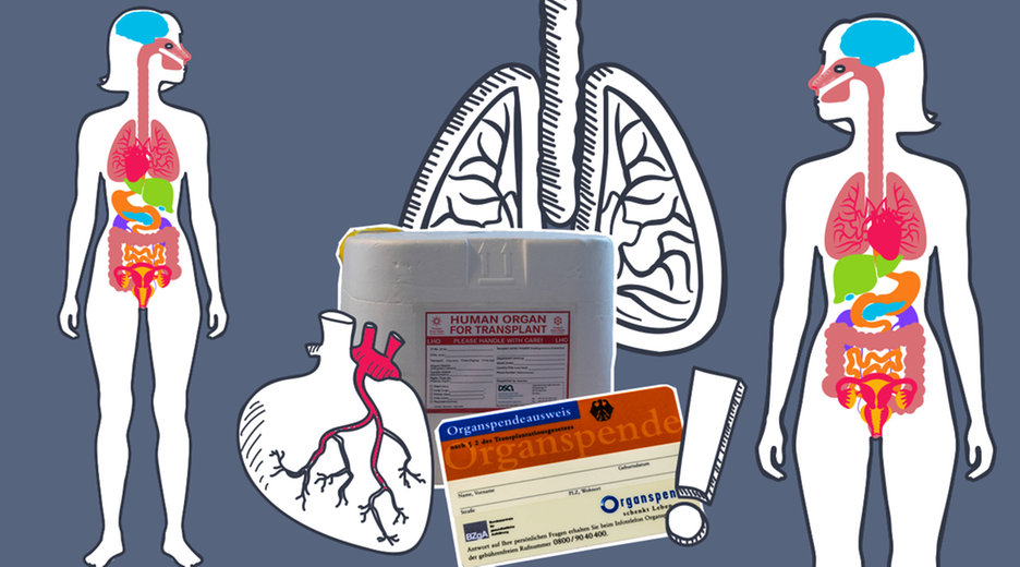 Grafik zu Organspende mit Organspendebox, Lunge, Herz und zwei Körpern mit illustrierten Organen