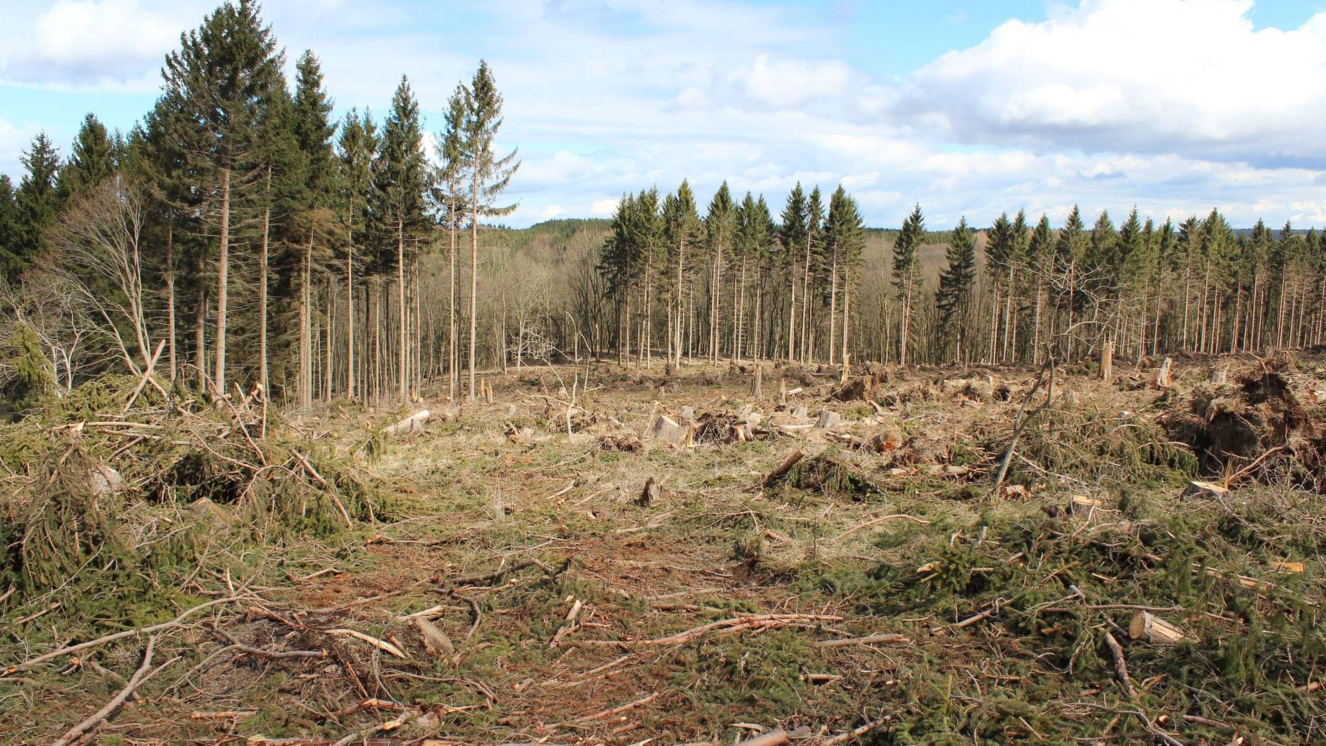Entwurzelte Bäume nach Orkan