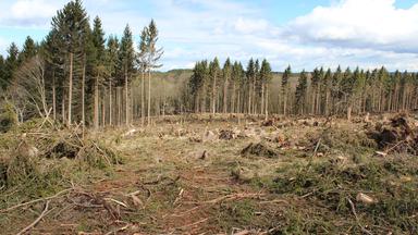 Entwurzelte Bäume nach Orkan