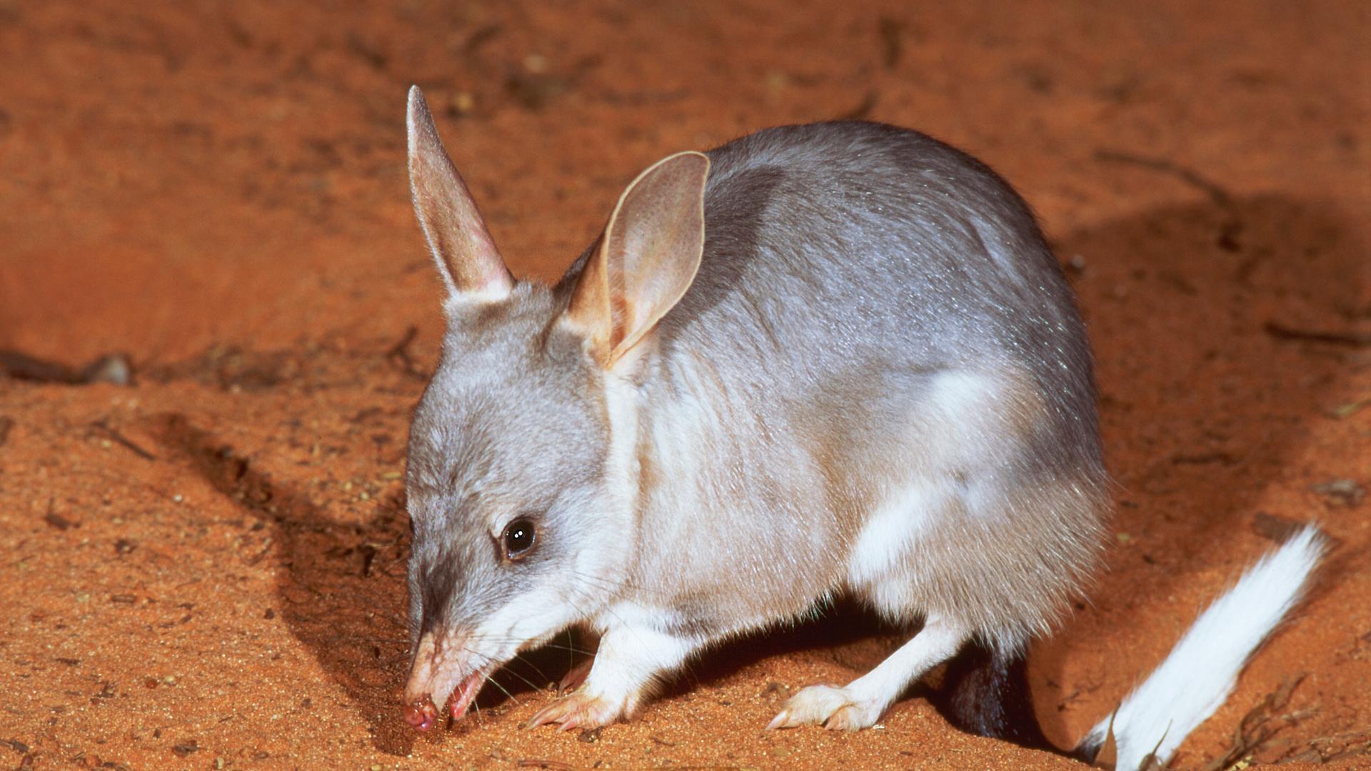 Bilby in Australien