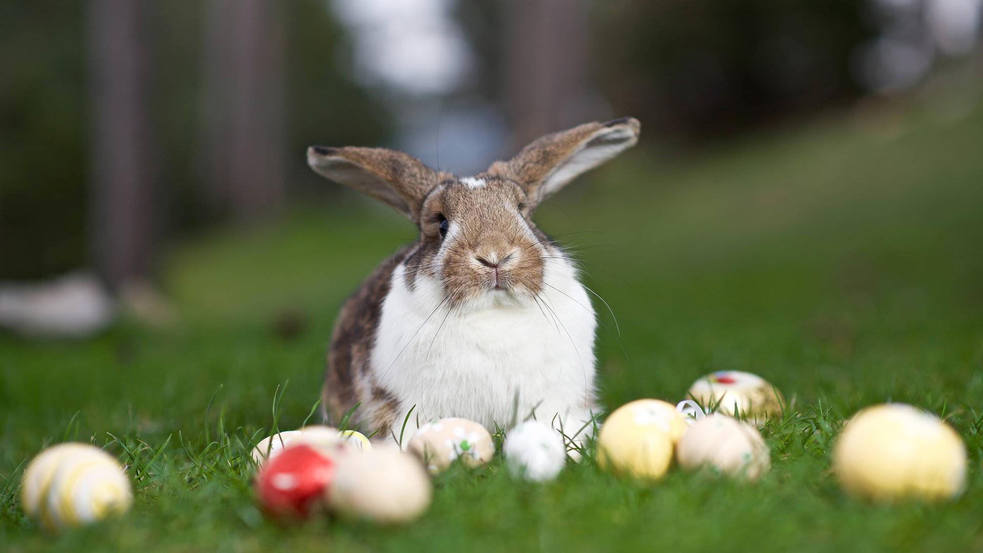 Osterhase und Ostereier