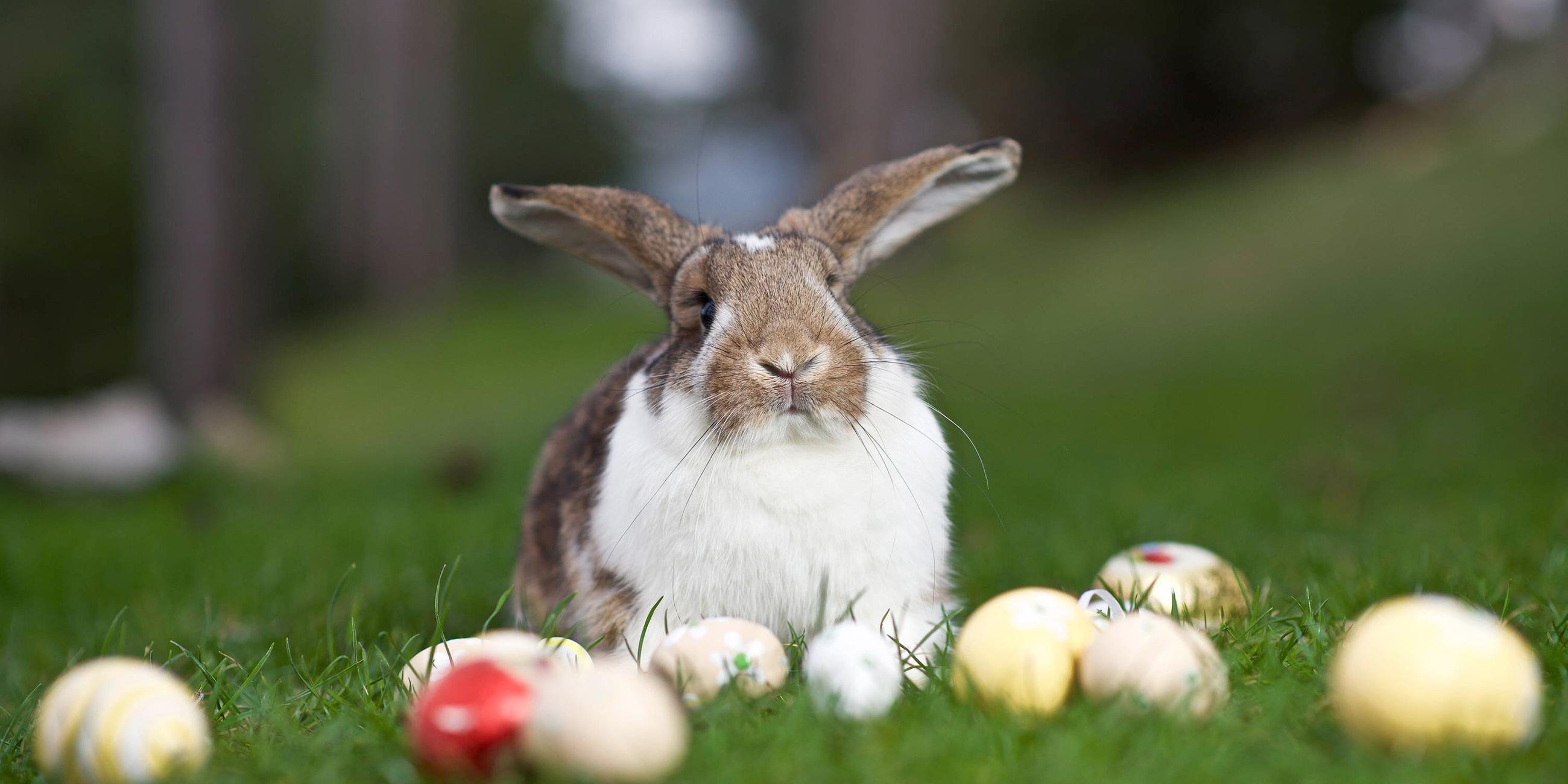 Osterhase und Ostereier