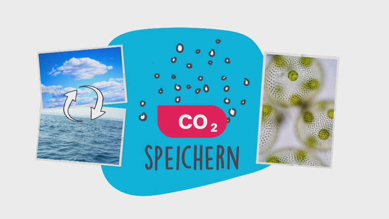 Meere, Regen und Pflanzen