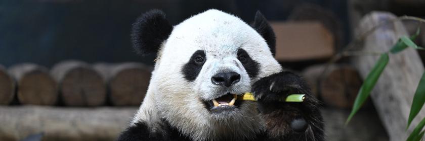 Ein Panda isst Bambus.