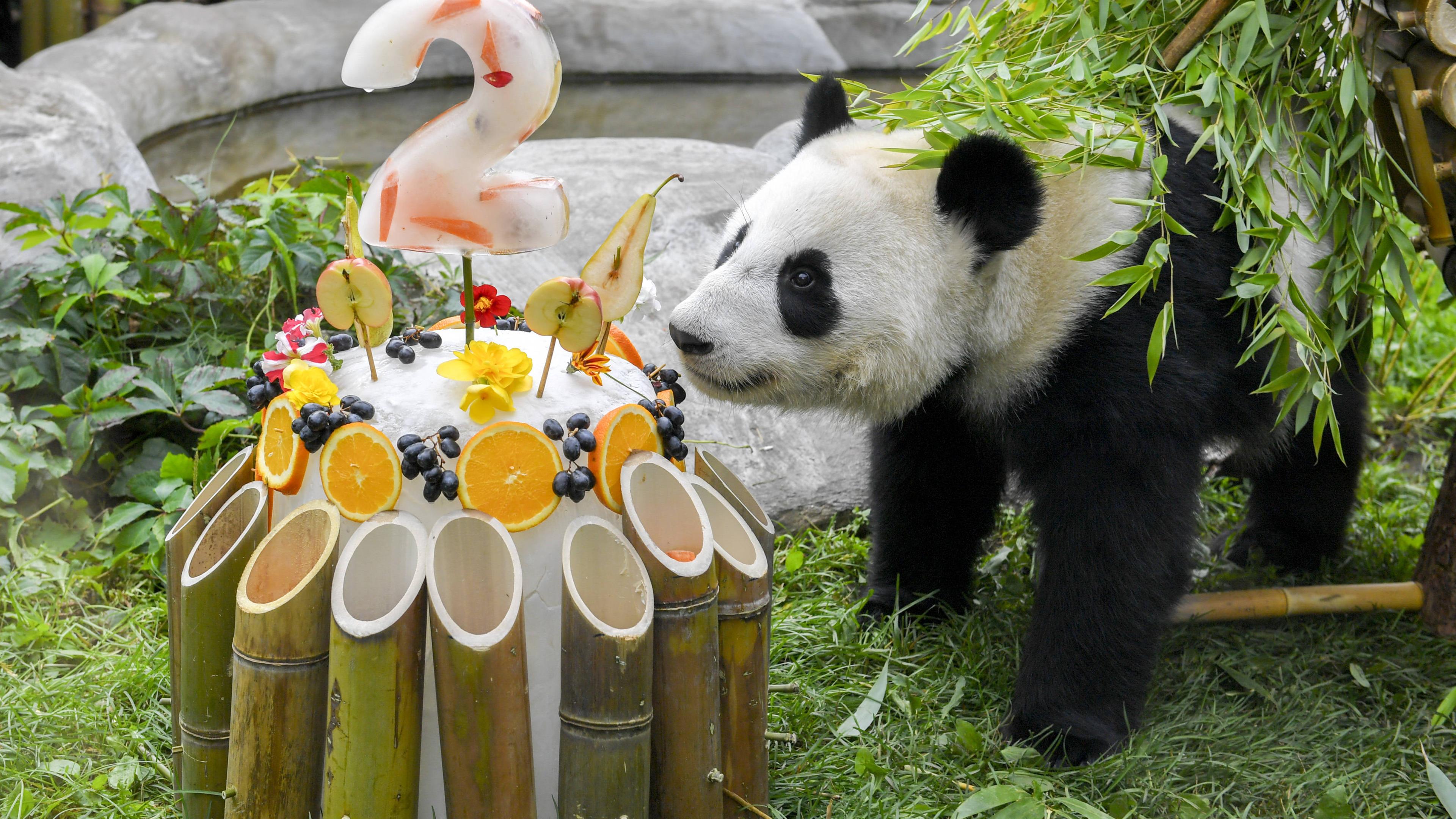 Ein Panda schnüffelt im Moskauer Zoo an seiner Geburtstagstorte.