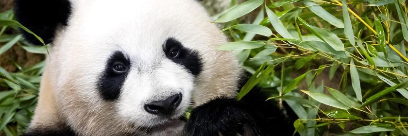 Ein Panda frisst Bambus