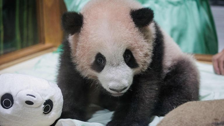 Ein kleines Pandababy mit flauschigem Fell. 