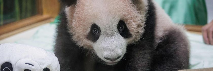 Ein kleines Pandababy mit flauschigem Fell. 