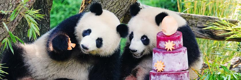 Zwei Pandas, die einen Gemüsekuchen essen. 