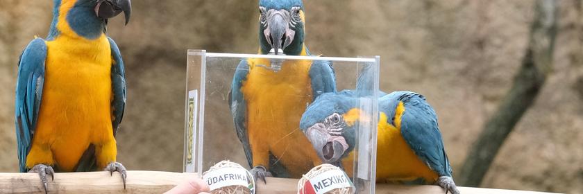 Drei Aras sitzen auf einem Ast, einer greift mit seinem Schnabel einen Ball aus einem Glaskasten.