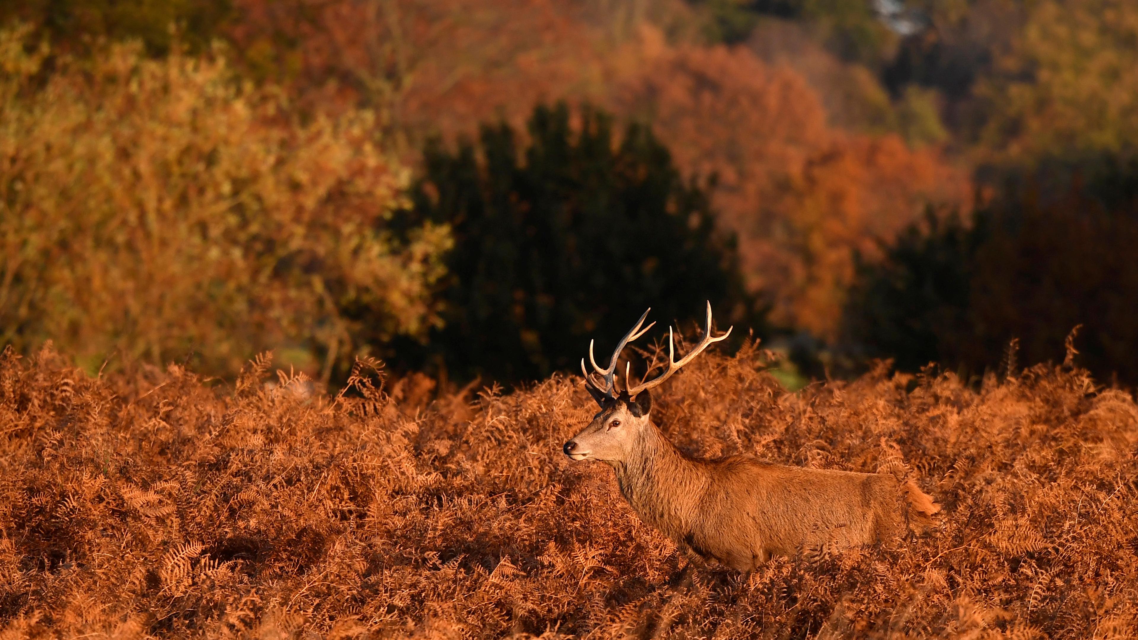 Hirsch im Feld