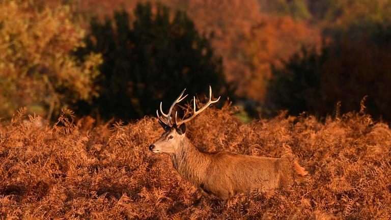 Hirsch im Feld