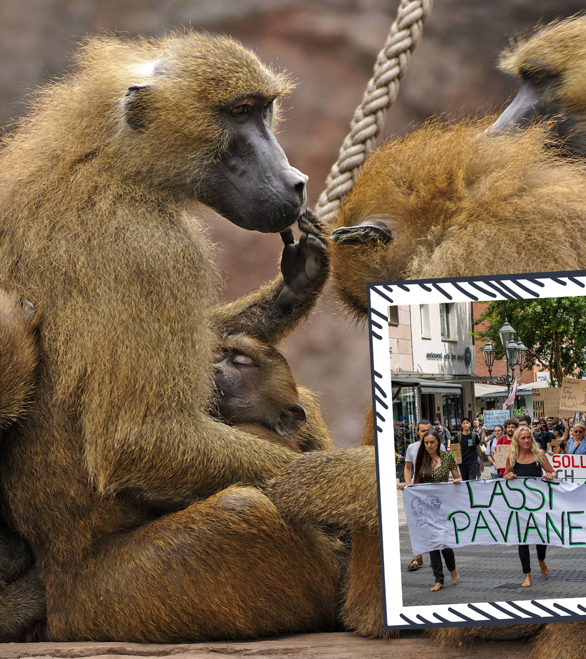 Paviane in Nürnberger Zoo getötet, Proteste von Tierschützerinnen und Tierschützern