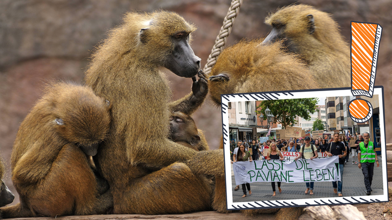 Paviane in Nürnberger Zoo getötet, Proteste von Tierschützerinnen und Tierschützern