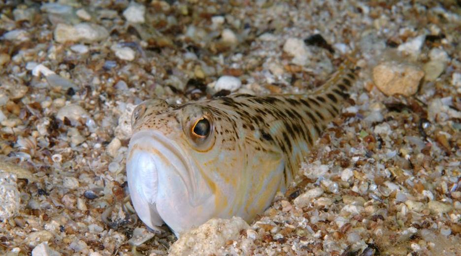 Petermännchen
