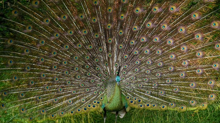 Ein Pfau schlägt ein Rad in seinem Gehege in Indonesien.