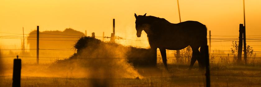  Ein Pferd frisst auf der Koppel bei hellem Sonnenaufgang.