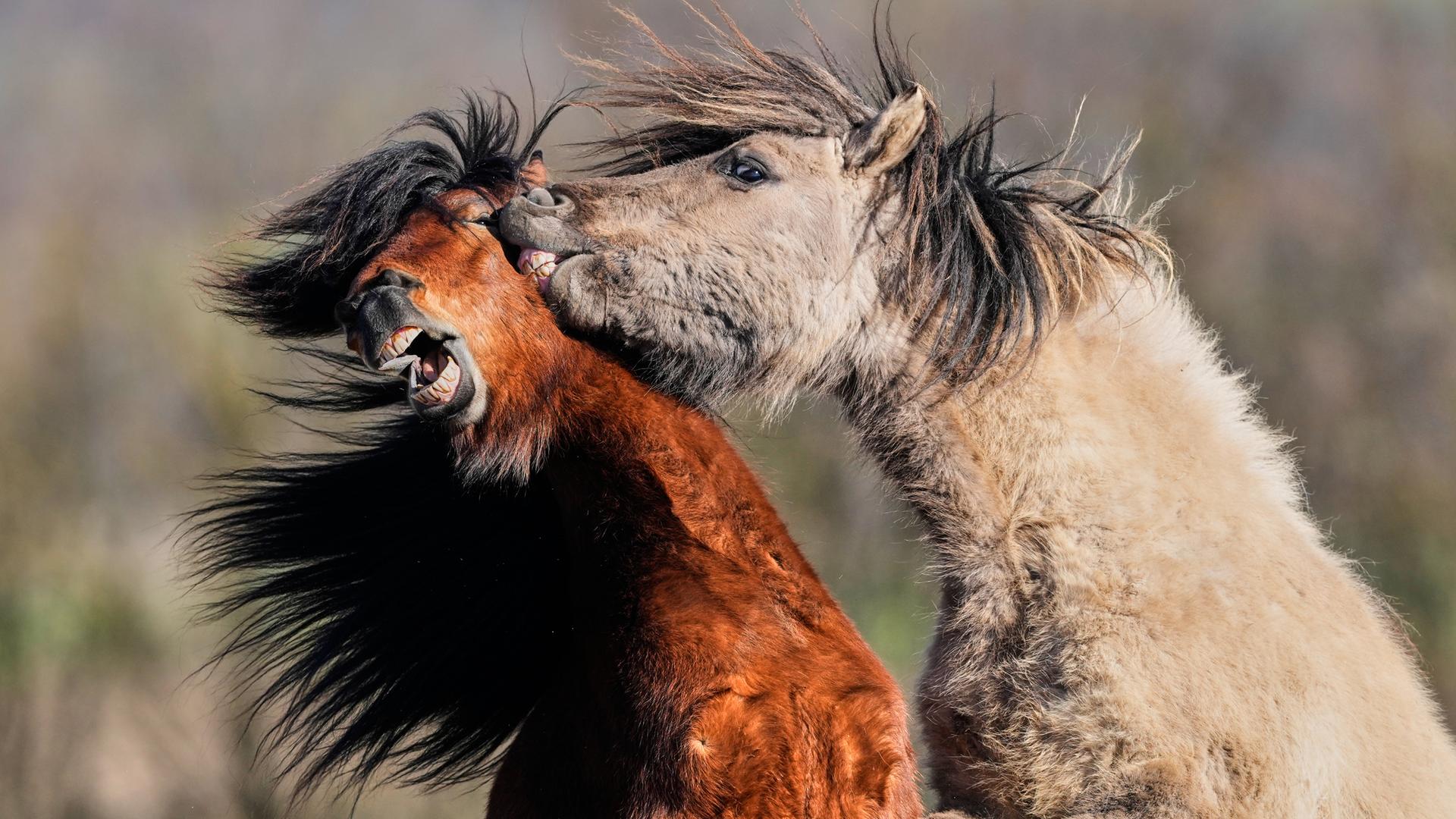 Isländer Pferde in Frankfurt