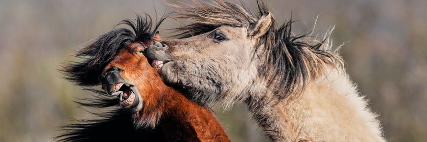 Isländer Pferde in Frankfurt