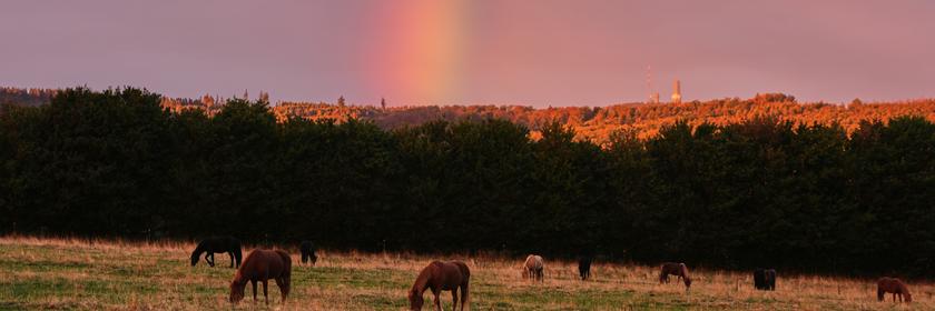 Pferde auf einer Weide und ein Regenbogen am Himmel.