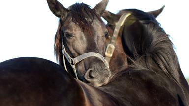 Zwei Pferde beknabbern sich.