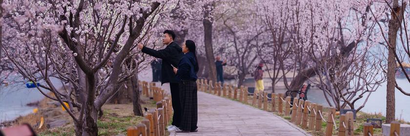 Pfirsichblüte fängt in Peking an zu blühen
