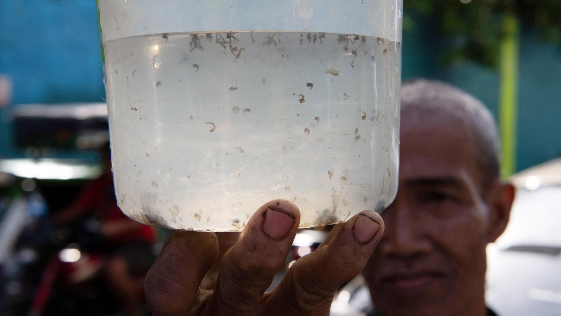 Mückenlarven in einem WasserbehälterMückenlarven auf den Philippinen 