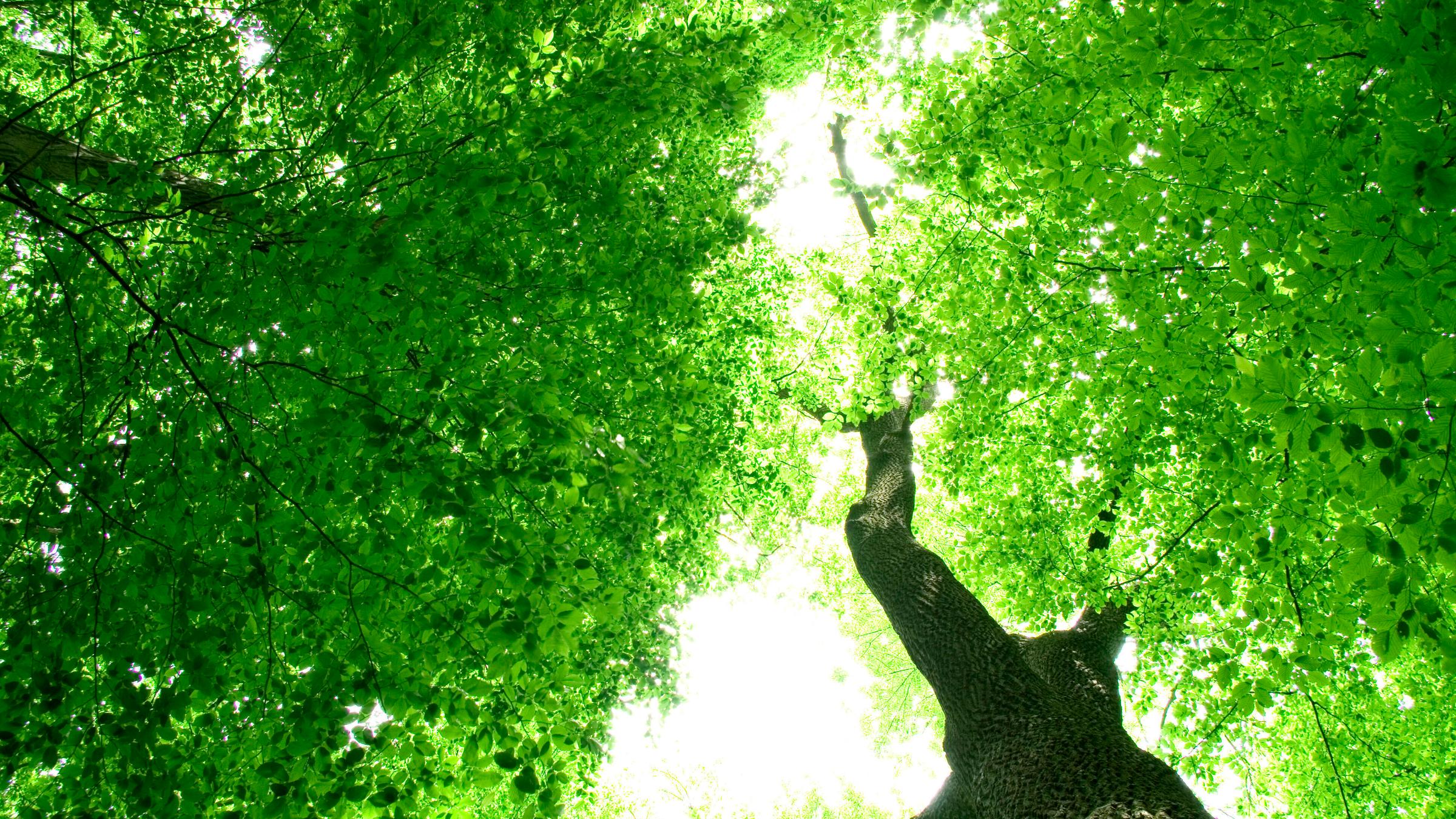 Early morning sun in the forest , 6381220.jpg, beautiful, colourful, early, surroundings, ecological, forest, grass, greenery, landscape, sheet, easily, morning, paradise, park, quiet, spring, summer, sunbeams, sunlight, tree,