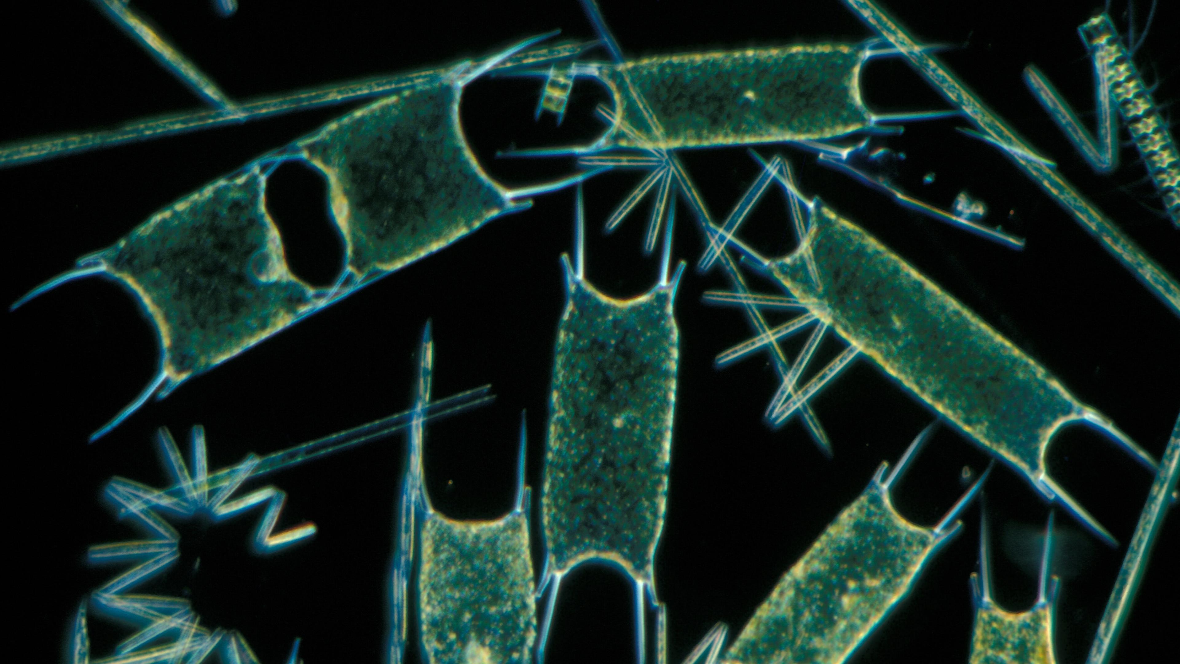 Phytoplankton