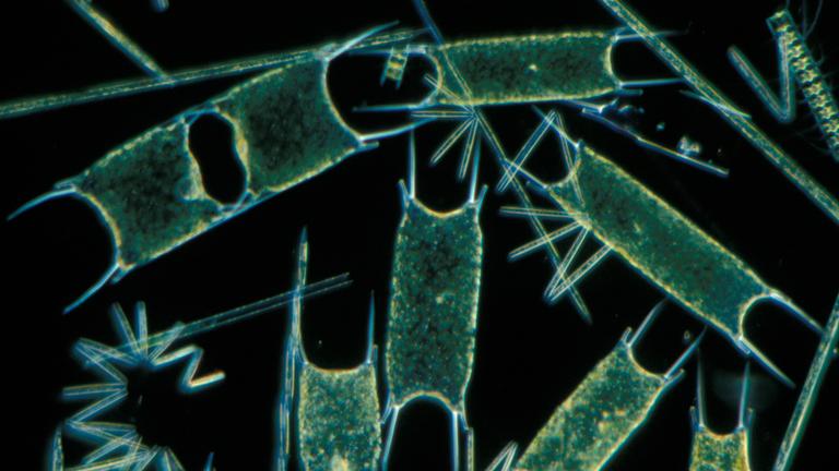 Phytoplankton