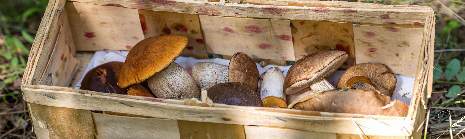 Ein Körbchen mit Pilzen steht nach einer Sammeltour an einem Waldweg.