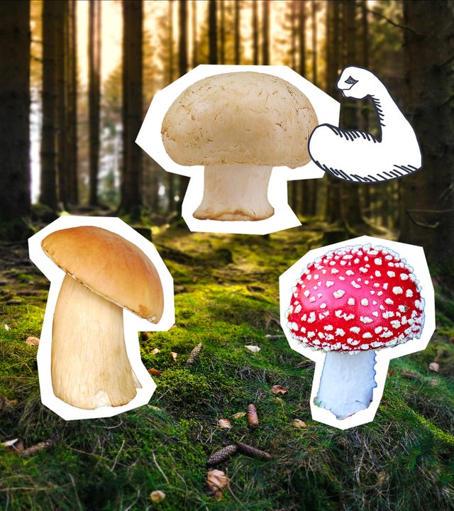 Drei Pilze, einer hat einen Comic-Arm mit Muskeln und dahinter Moos und Bäume