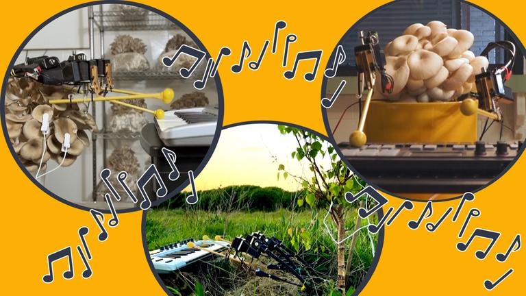 Pilze und Pflanzen machen Musik