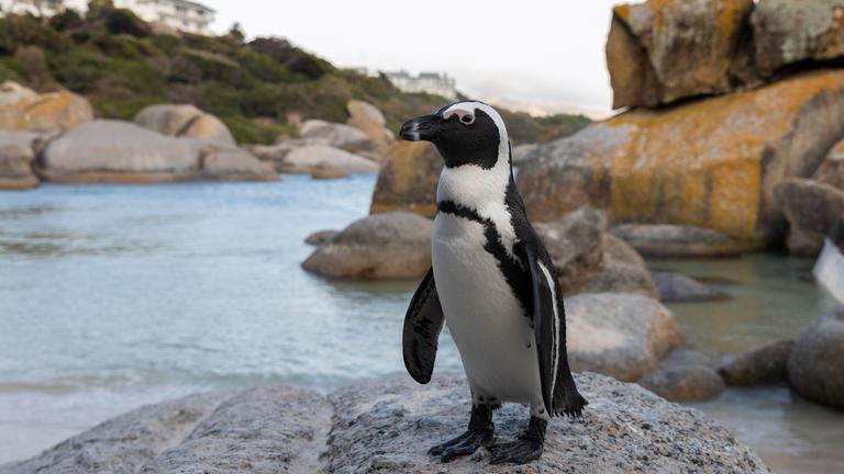 Pinguin steht am Strand und watschelt herum.
